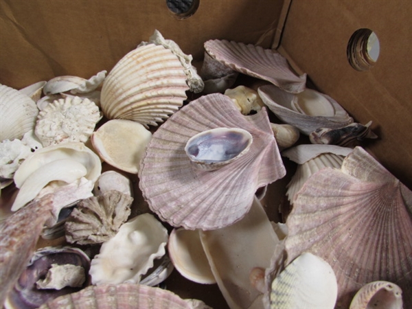 LARGE COLLECTION OF SEA SHELLS