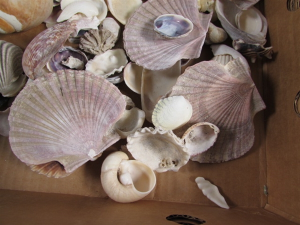 LARGE COLLECTION OF SEA SHELLS
