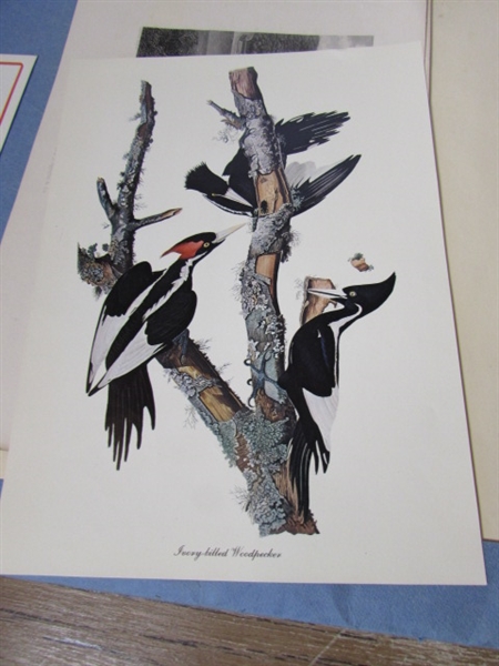 VINTAGE GAME BIRD PRINT SET, BOOKS AND MORE