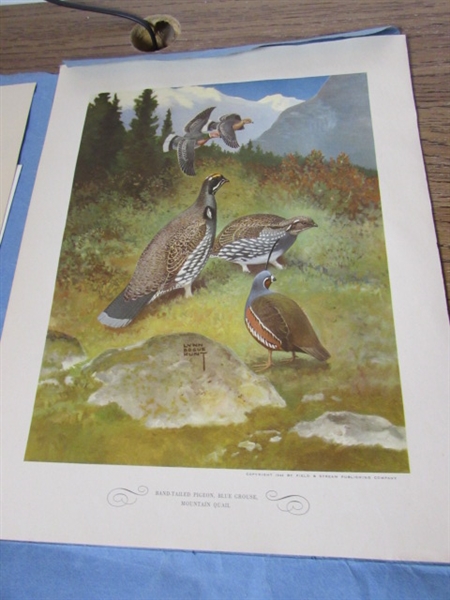 VINTAGE GAME BIRD PRINT SET, BOOKS AND MORE