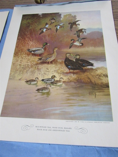 VINTAGE GAME BIRD PRINT SET, BOOKS AND MORE