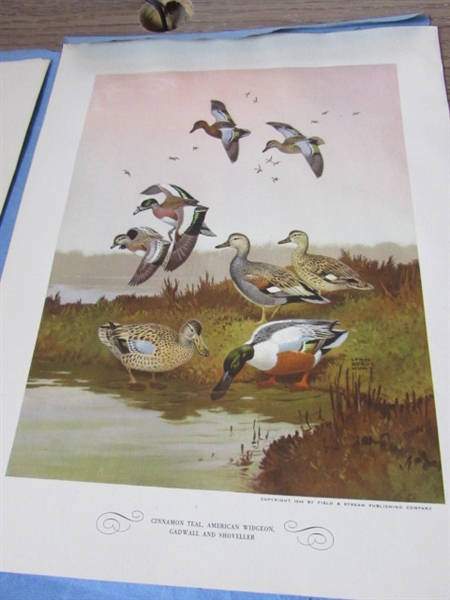 VINTAGE GAME BIRD PRINT SET, BOOKS AND MORE