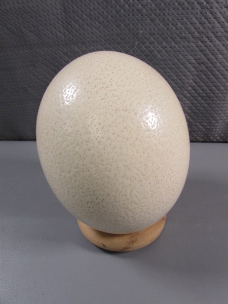 OSTRICH EGG (EMPTY)