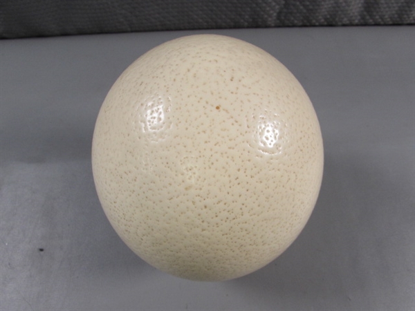 OSTRICH EGG (EMPTY)