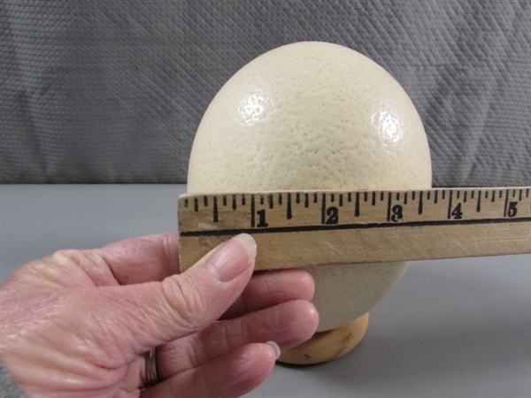 OSTRICH EGG (EMPTY)