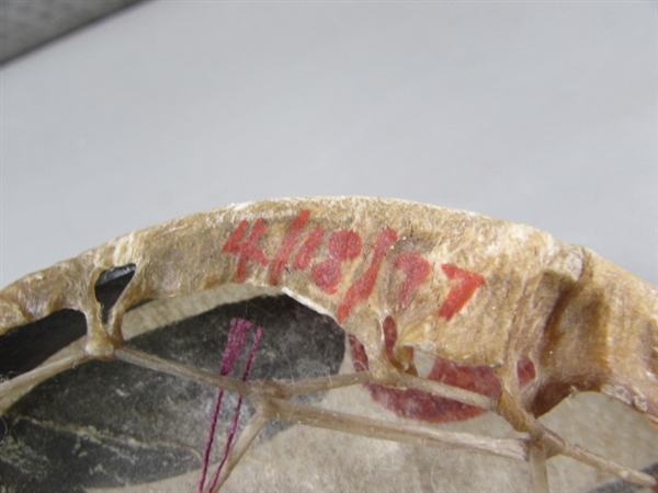 SMALL SIGNED & DATED RAWHIDE DRUM