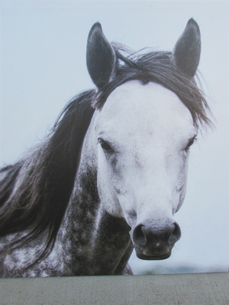 LARGE CANVAS HORSE PRINT