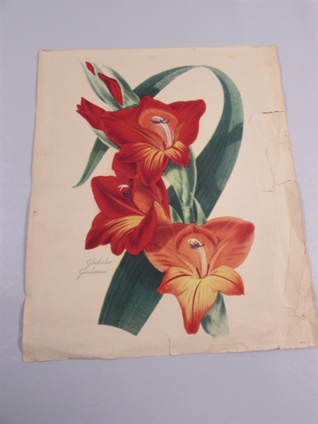 2 VINTAGE/ANTIQUE JEAN LOUIS PREVOST BOUQUET PRINTS IN PORTFOLIO & GLADIOLUS PRINT