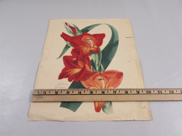 2 VINTAGE/ANTIQUE JEAN LOUIS PREVOST BOUQUET PRINTS IN PORTFOLIO & GLADIOLUS PRINT