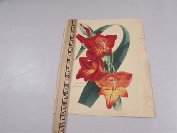 2 VINTAGE/ANTIQUE JEAN LOUIS PREVOST BOUQUET PRINTS IN PORTFOLIO & GLADIOLUS PRINT