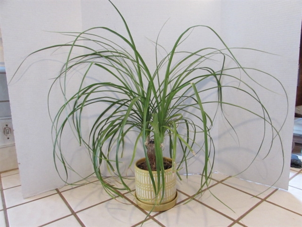 SMALL PONYTAIL PALM - LIVE PLANT