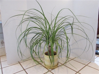 SMALL PONYTAIL PALM - LIVE PLANT