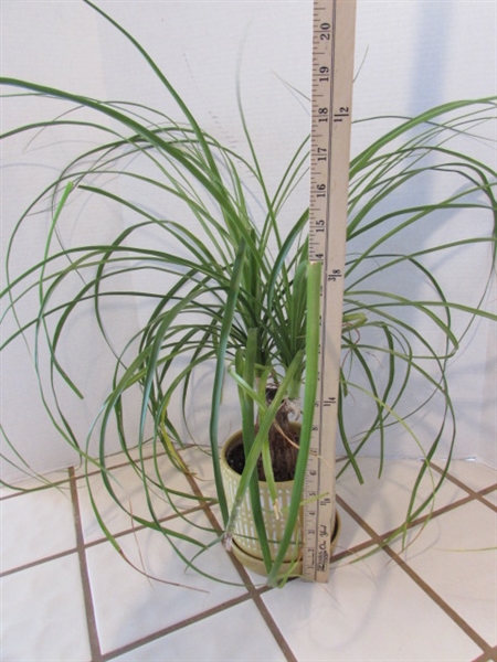 SMALL PONYTAIL PALM - LIVE PLANT