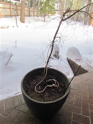 LARGE PLASTIC PLANTER W/LIVE JAPANESE MAPLE TREE