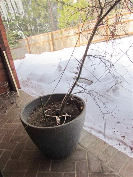 LARGE PLASTIC PLANTER W/LIVE JAPANESE MAPLE TREE