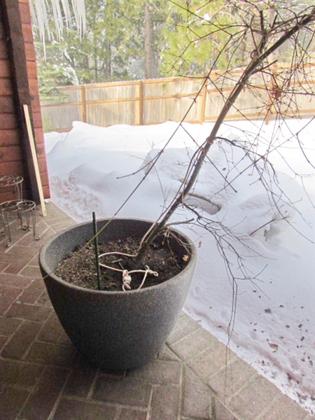 LARGE PLASTIC PLANTER W/LIVE JAPANESE MAPLE TREE