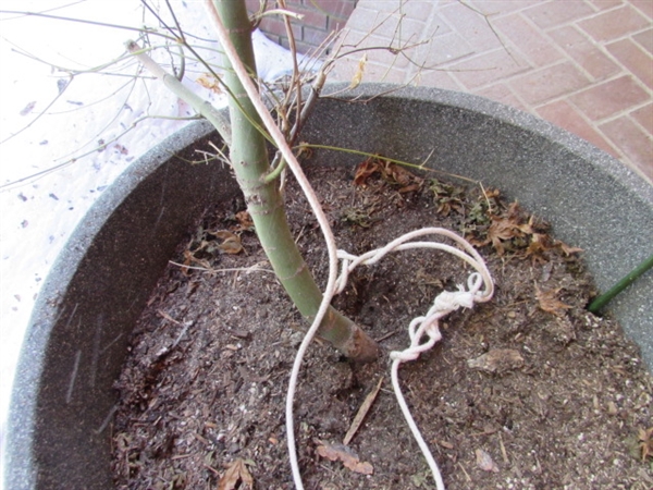 LARGE PLASTIC PLANTER W/LIVE JAPANESE MAPLE TREE